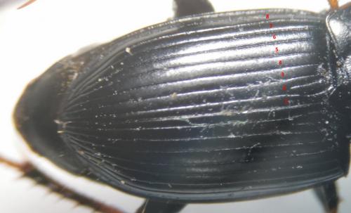 Harpalus tardus